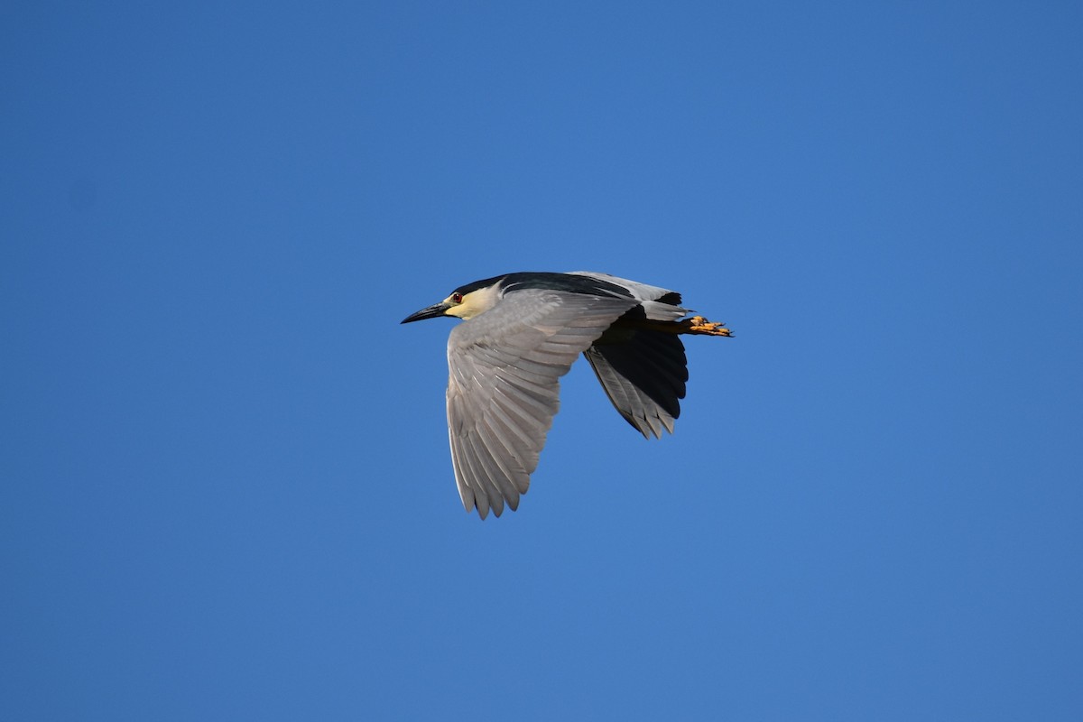 Black-crowned Night Heron - ML620522389