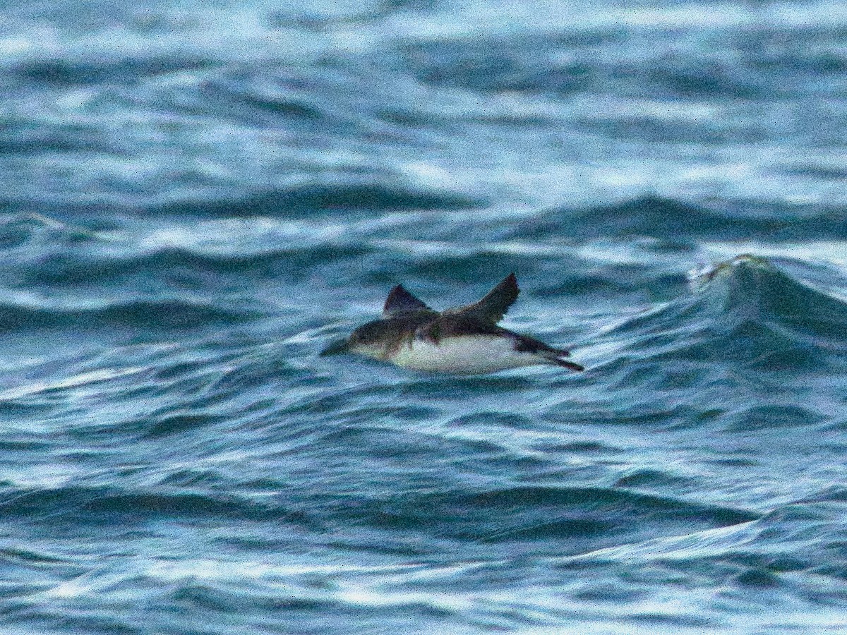 Hutton's Shearwater - ML620522391