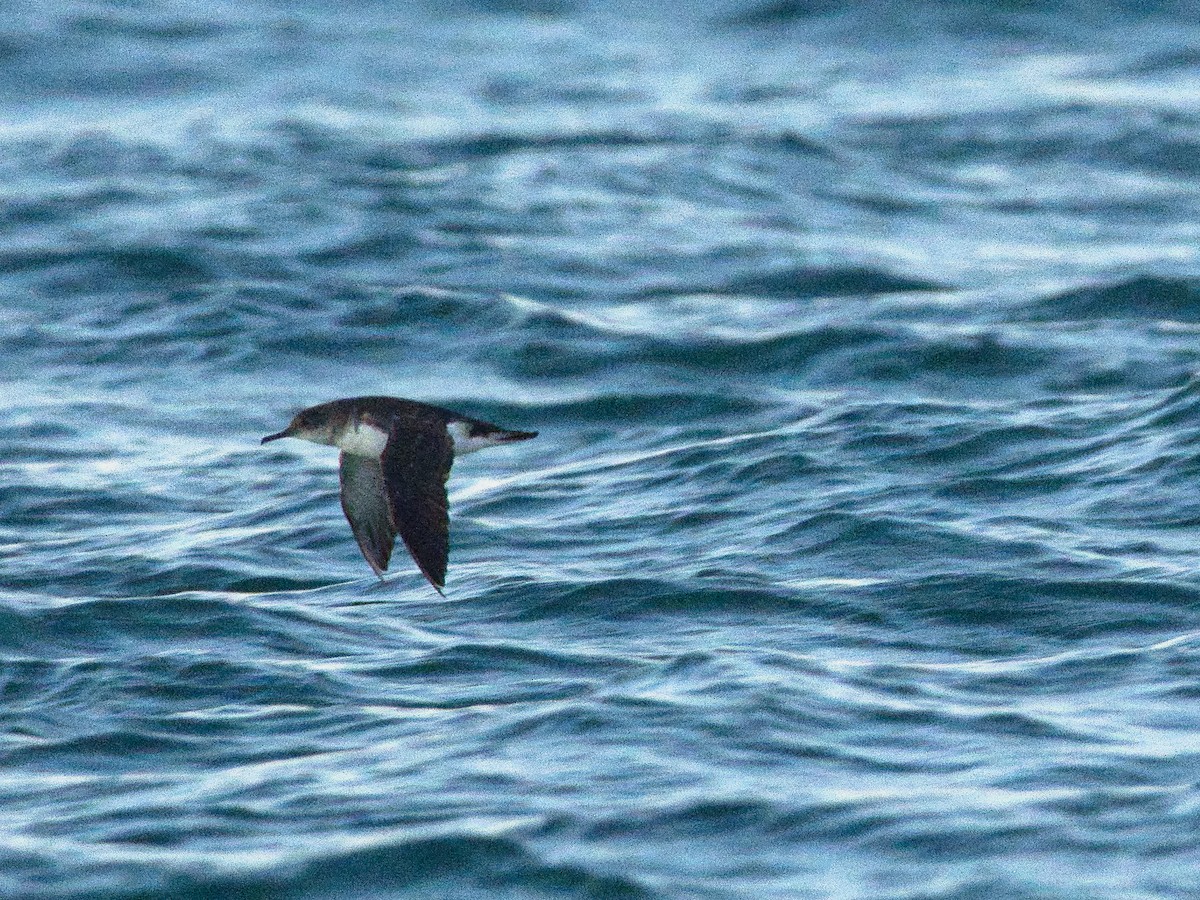 Hutton's Shearwater - ML620522394