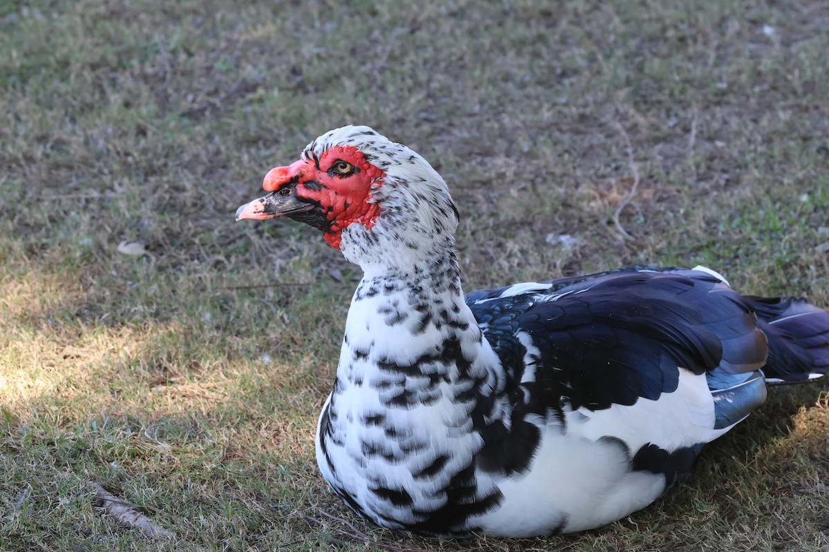 Muscovy Duck (Domestic type) - ML620522397