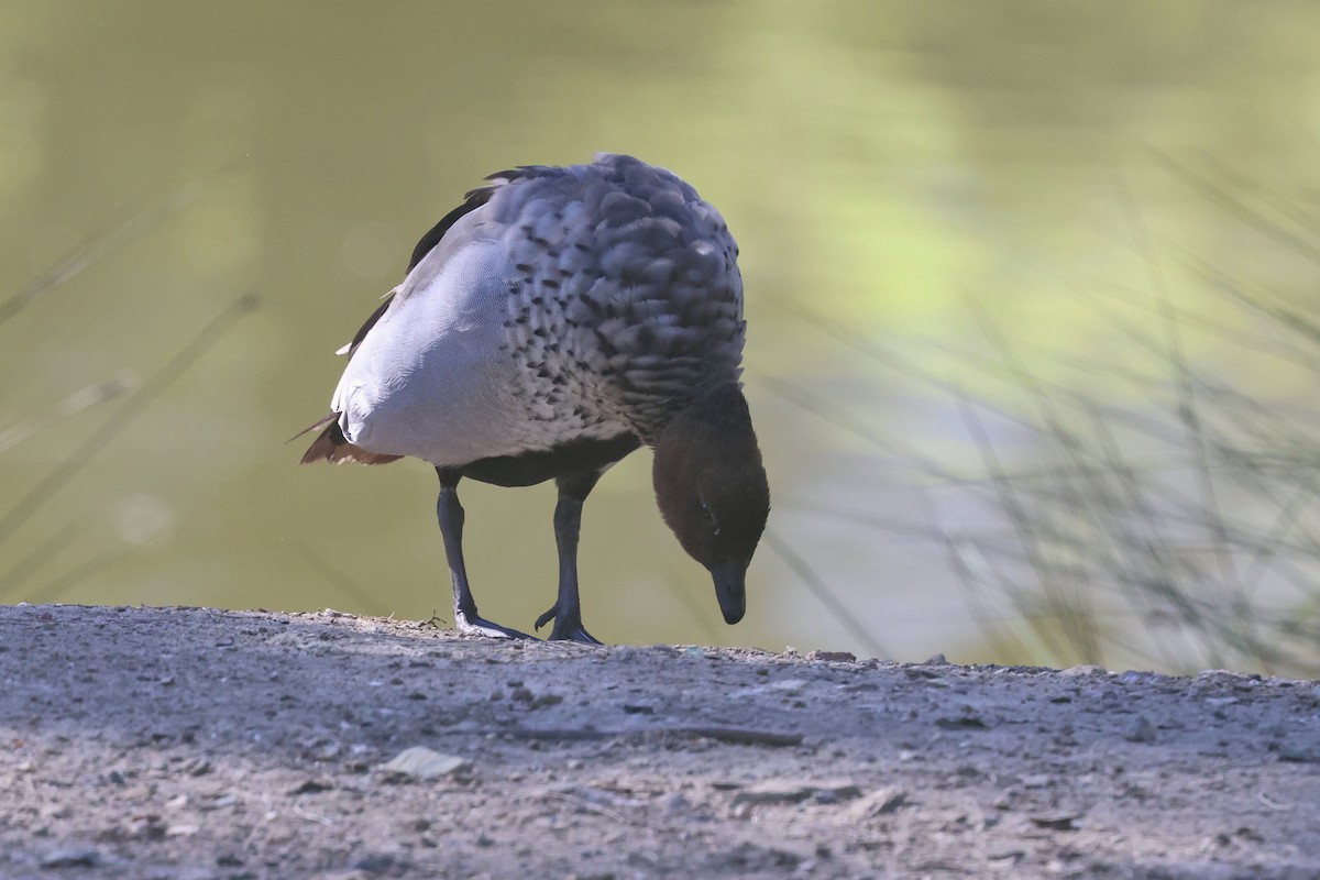 Maned Duck - ML620522408