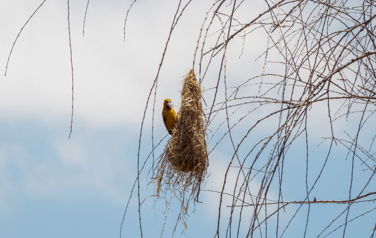 Streak-backed Oriole - Grecia Alamilla