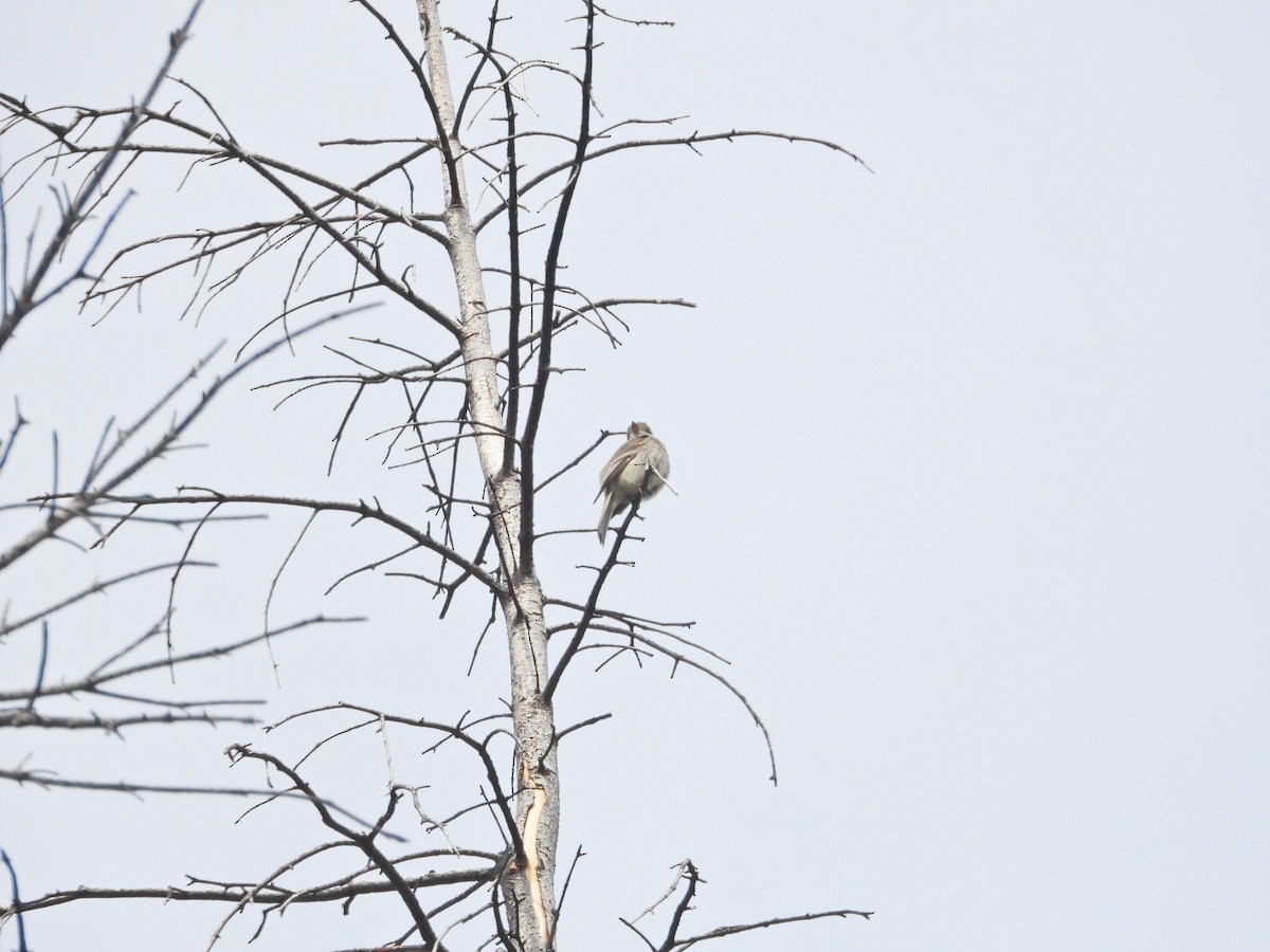 Dusky Flycatcher - ML620522415