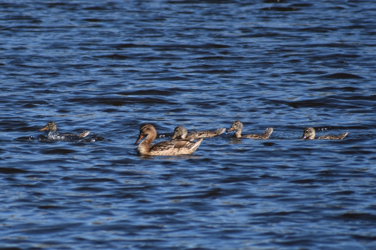 Gadwall - ML620522416