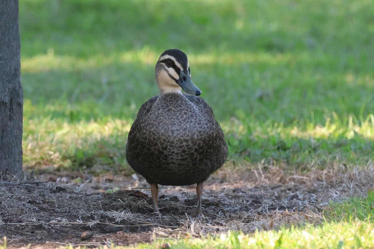 Pacific Black Duck - ML620522418