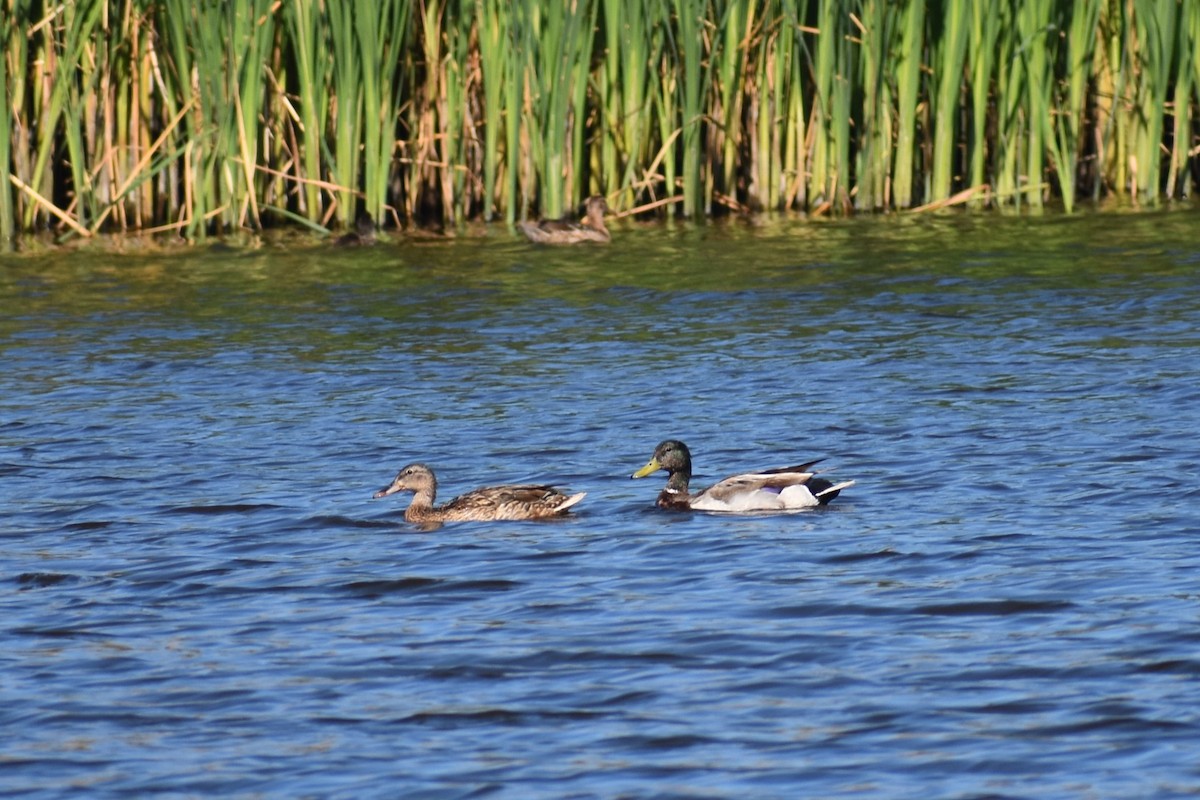 Mallard - ML620522420