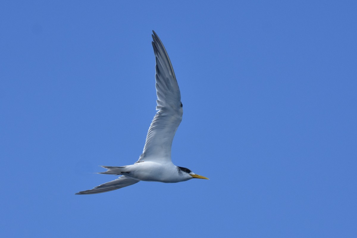 Great Crested Tern - ML620522427