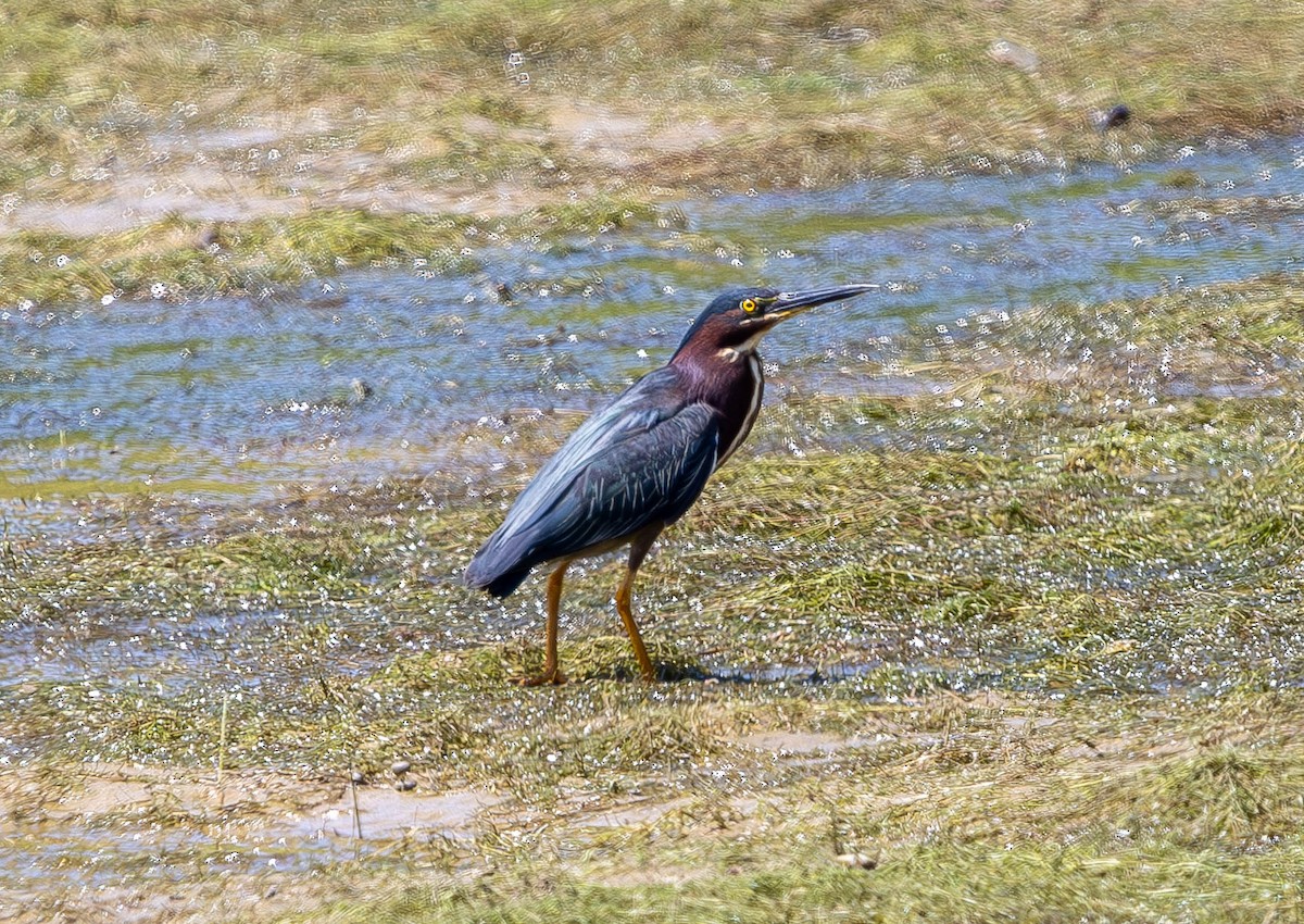 Green Heron - Brad Everhart