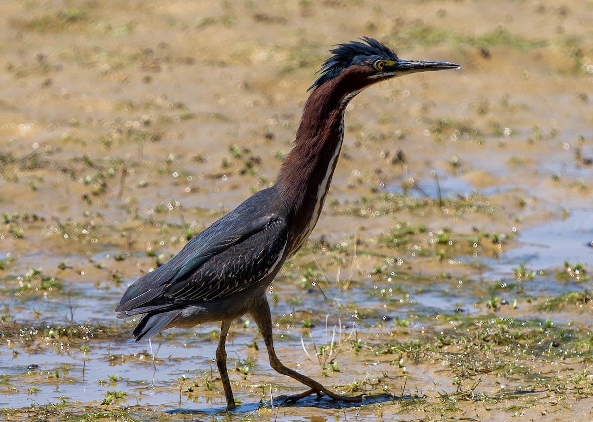 Green Heron - Brad Everhart