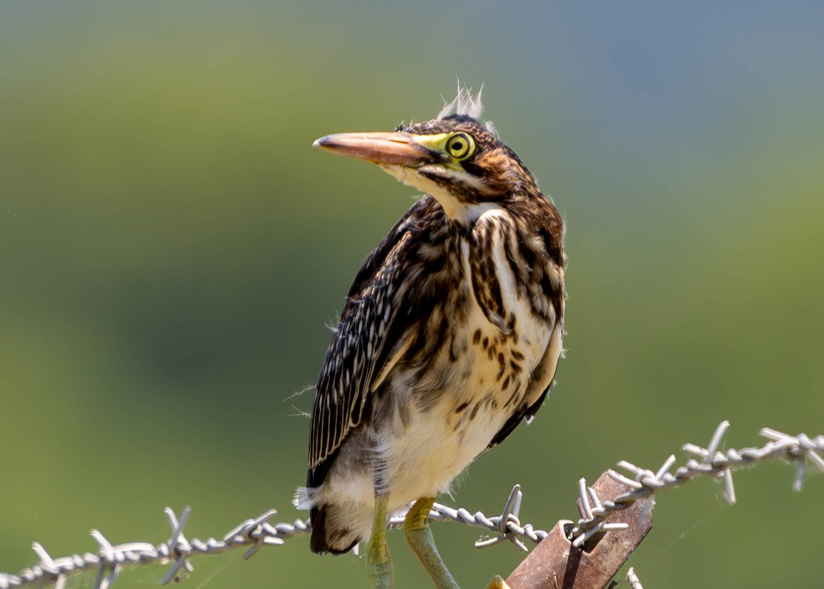 Green Heron - ML620522434