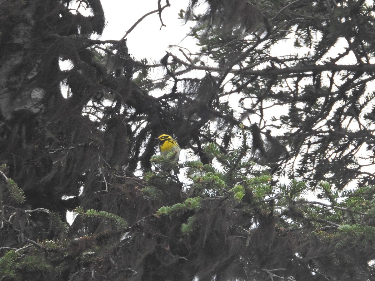 Townsend's Warbler - TWS CWB