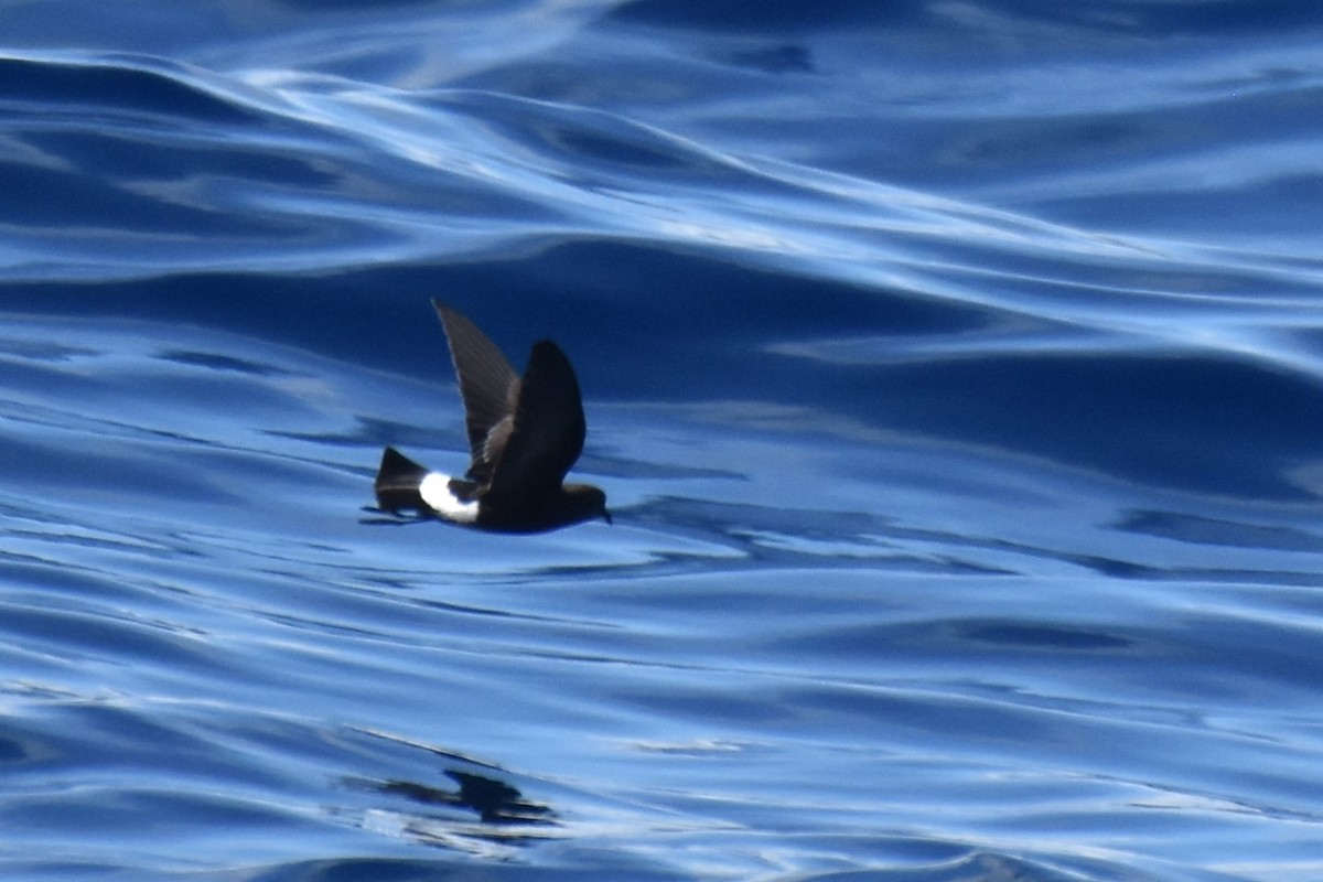 Wilson's Storm-Petrel - ML620522438