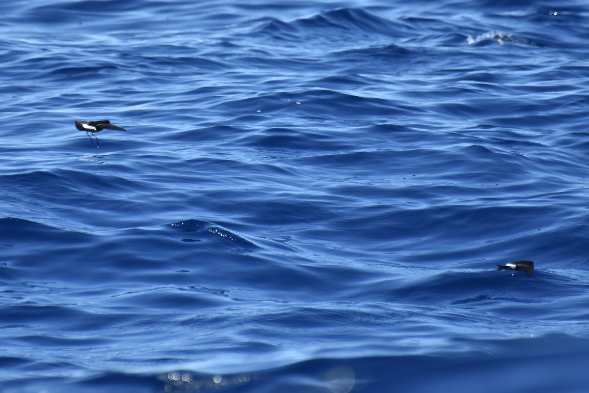 Wilson's Storm-Petrel - ML620522440