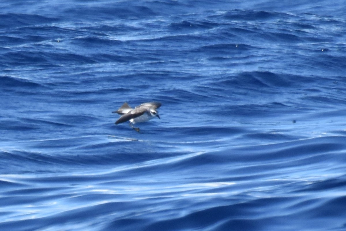 White-faced Storm-Petrel - ML620522442