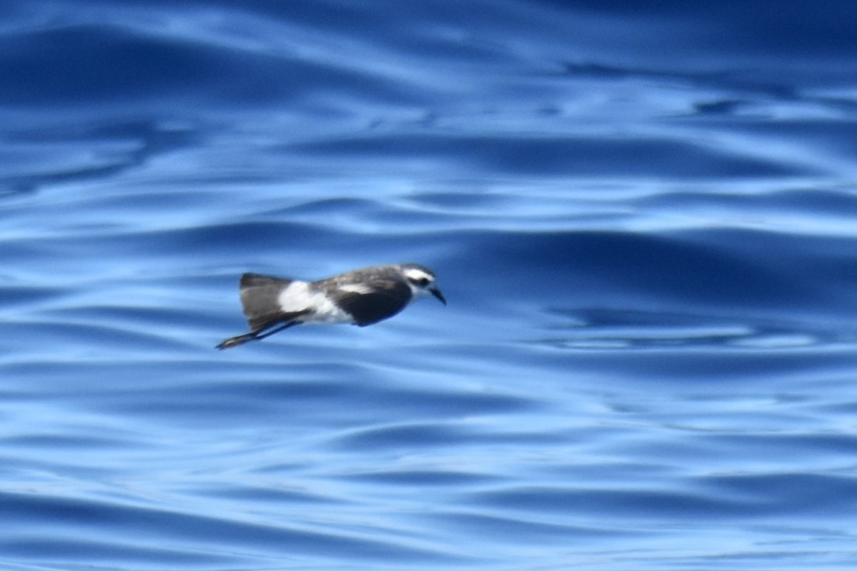 White-faced Storm-Petrel - Stephen Haase