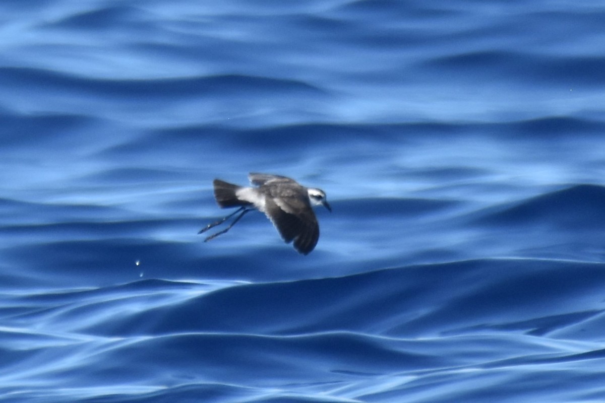 White-faced Storm-Petrel - ML620522444