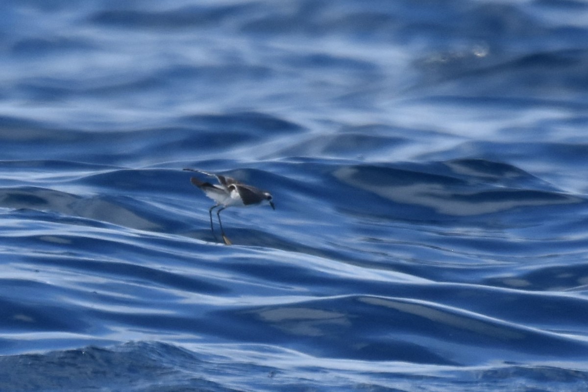 White-faced Storm-Petrel - ML620522445