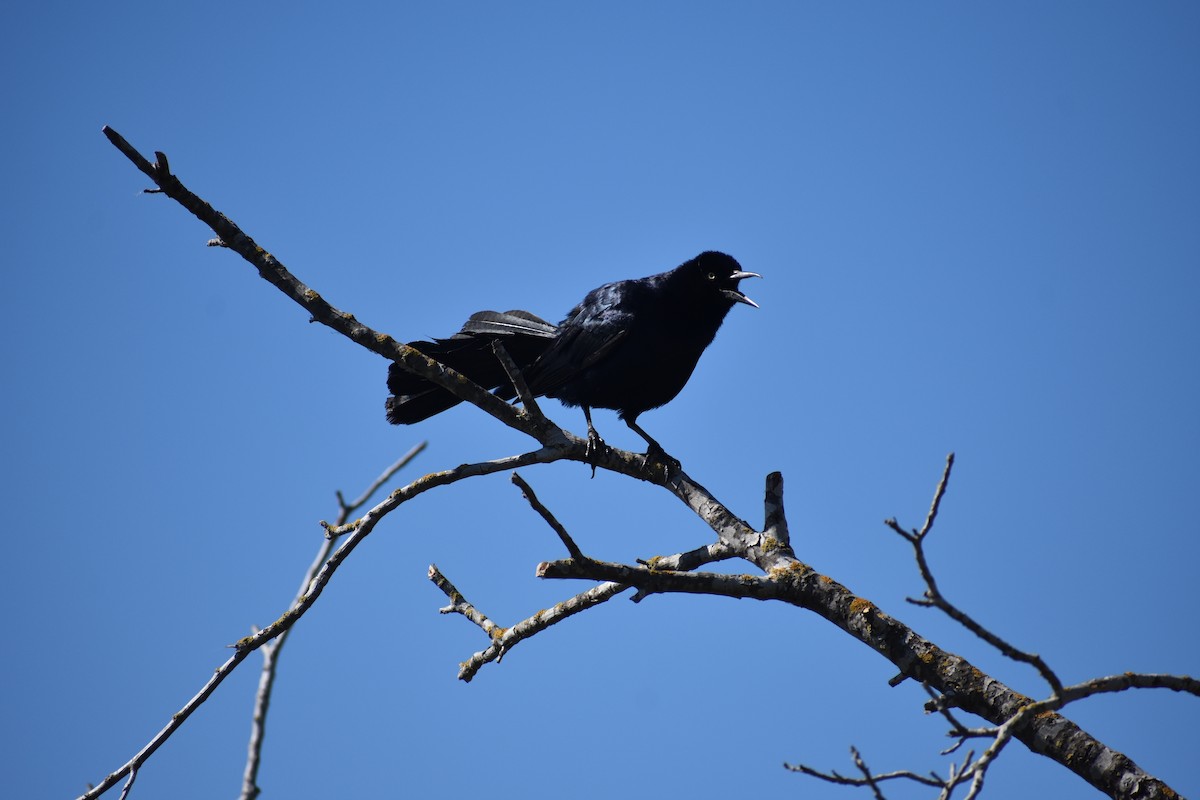Great-tailed Grackle - ML620522446