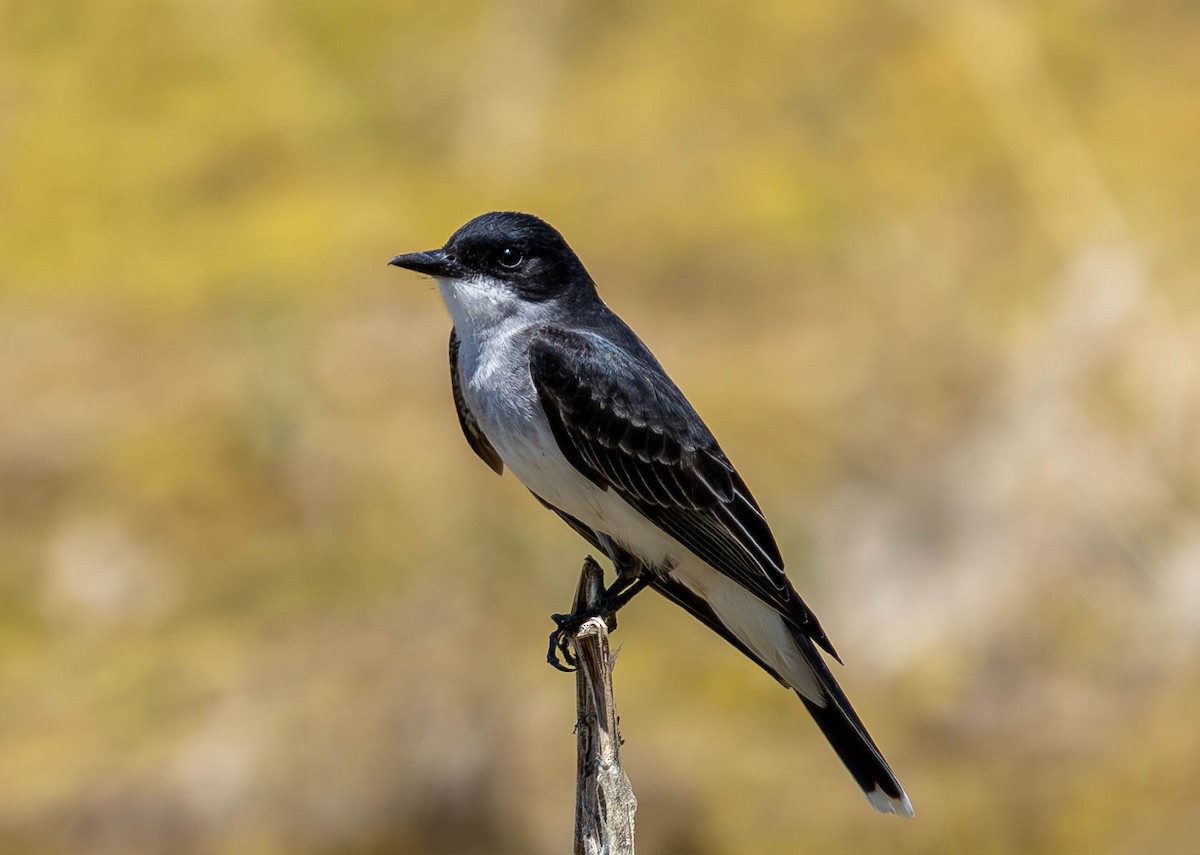 Eastern Kingbird - ML620522448