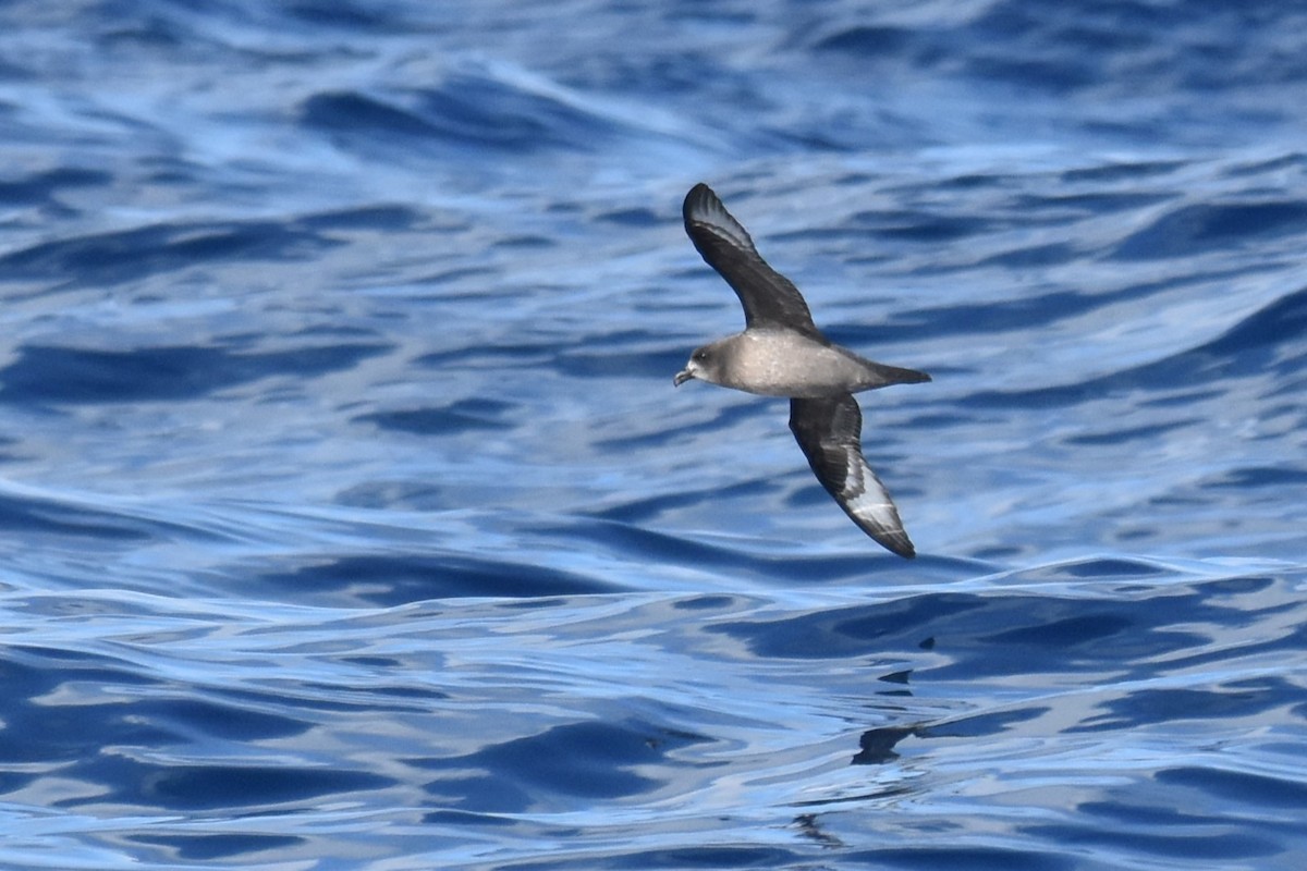 Petrel de Solander - ML620522450