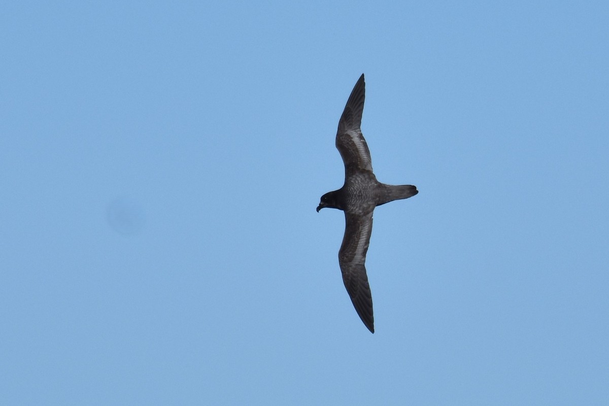 Petrel de Solander - ML620522451