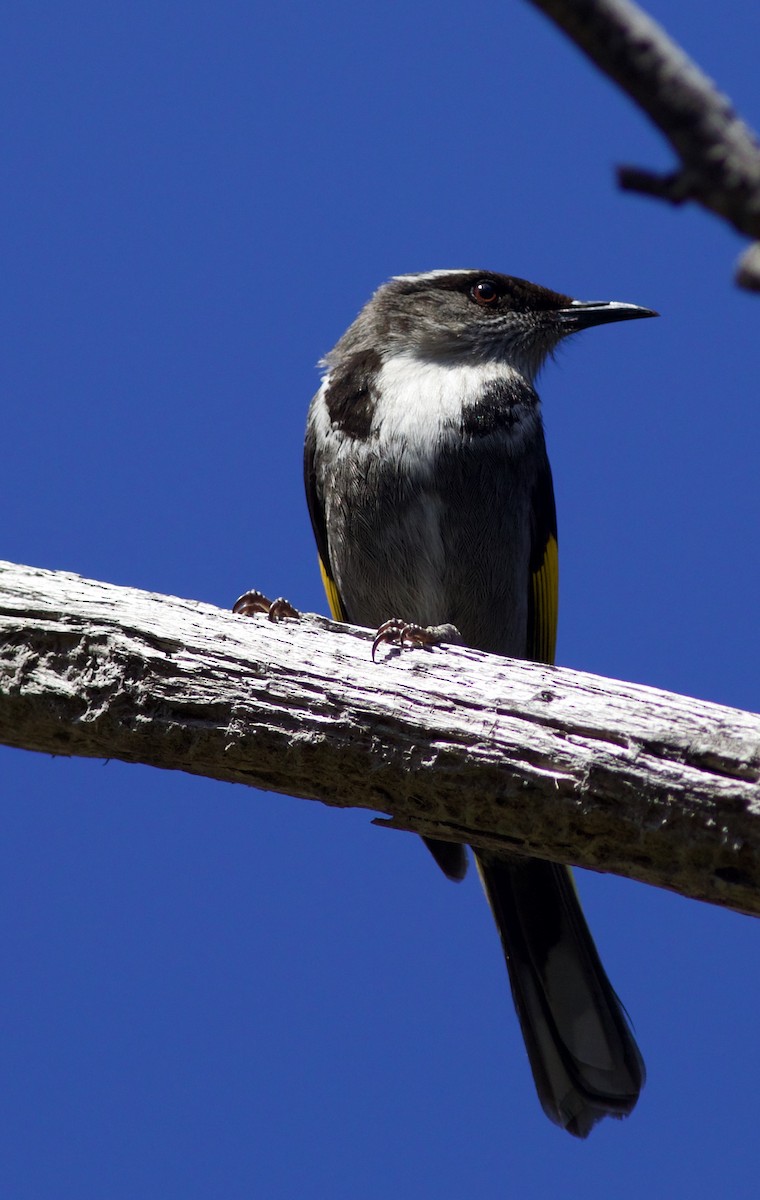 Crescent Honeyeater - ML620522455