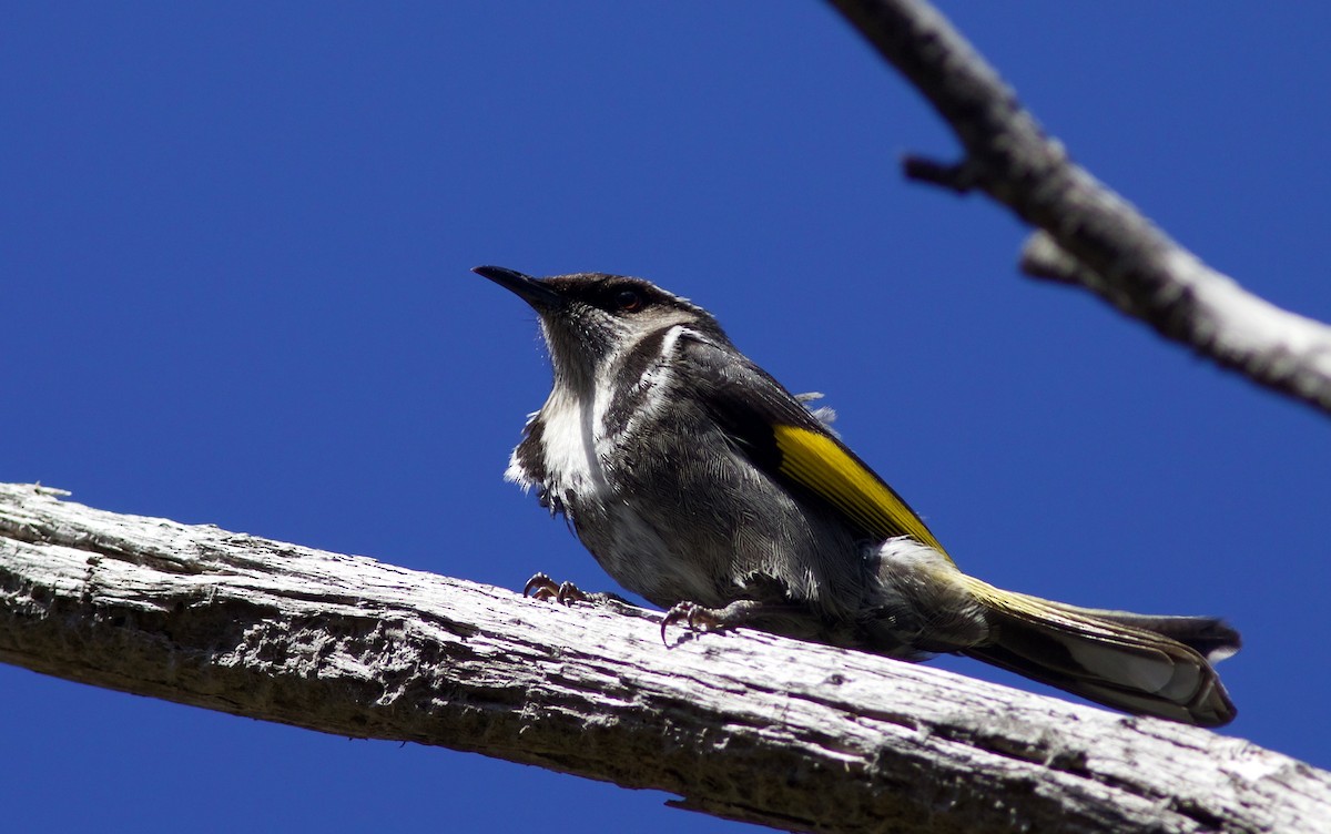 Crescent Honeyeater - ML620522458