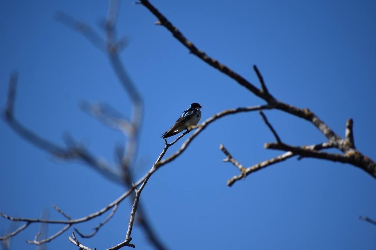 Golondrina Bicolor - ML620522459