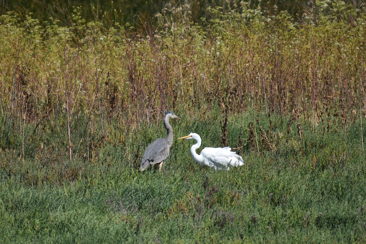 Great Egret - ML620522463