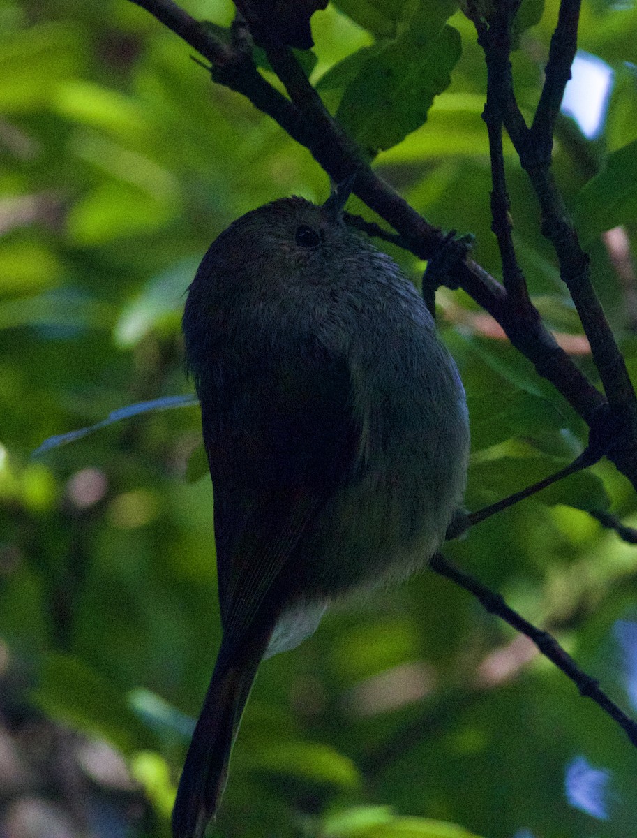 Tasmanian Thornbill - Oliver Burton