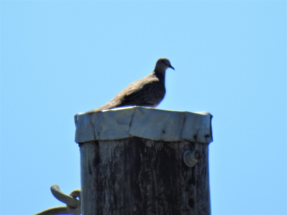 Spotted Dove - ML620522473