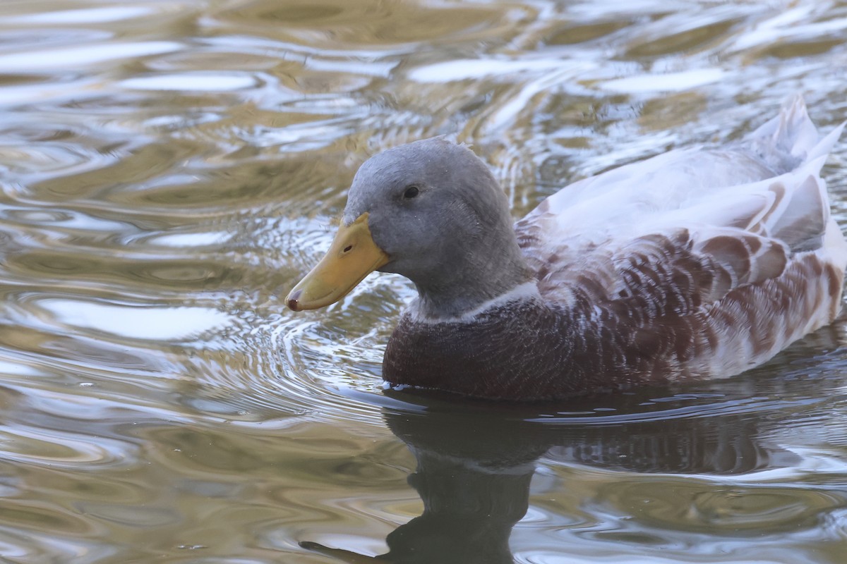 Mallard (Domestic type) - ML620522476