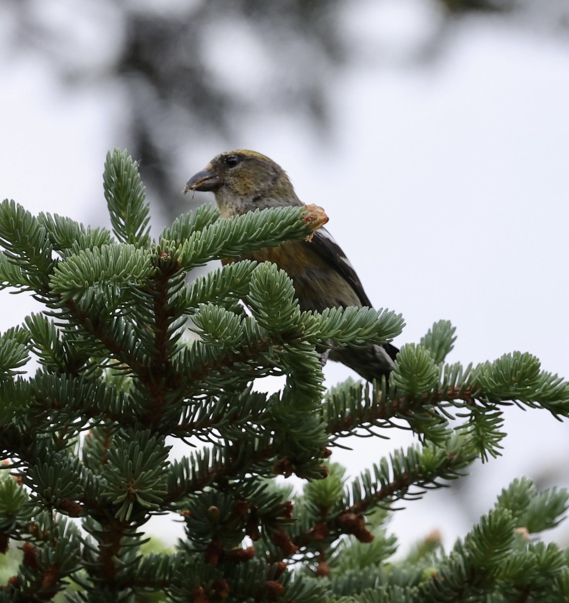 White-winged Crossbill - ML620522483