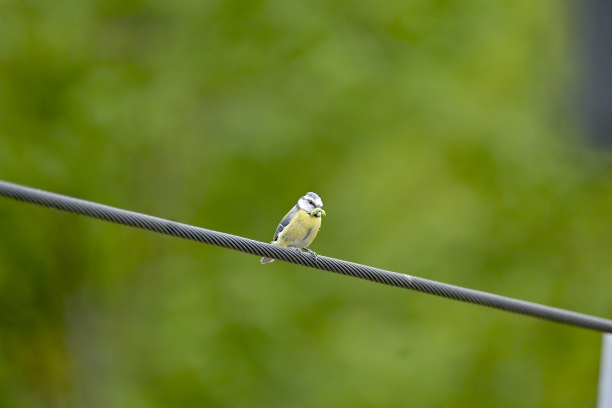 Eurasian Blue Tit - ML620522488