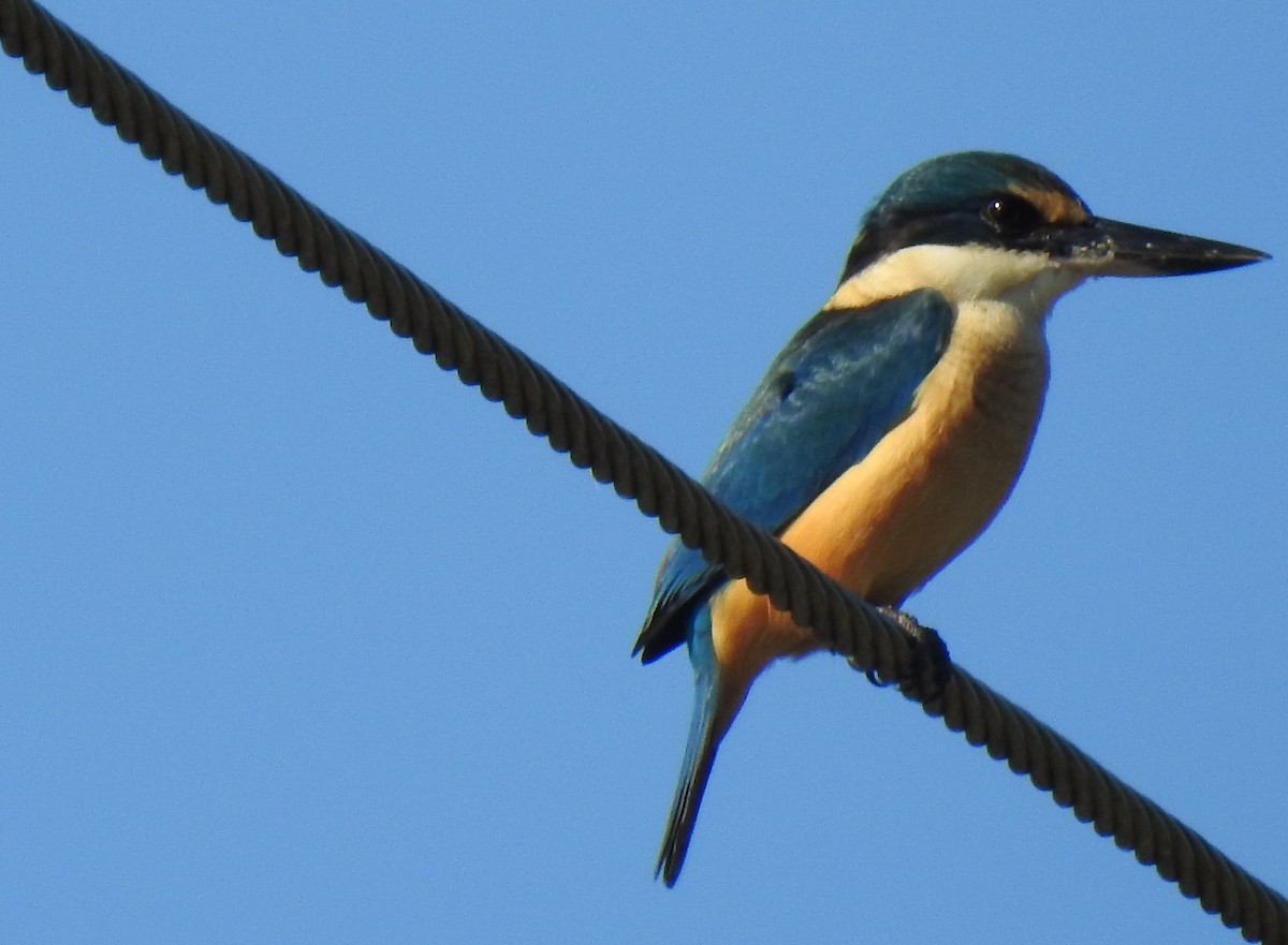 Sacred Kingfisher - ML620522489