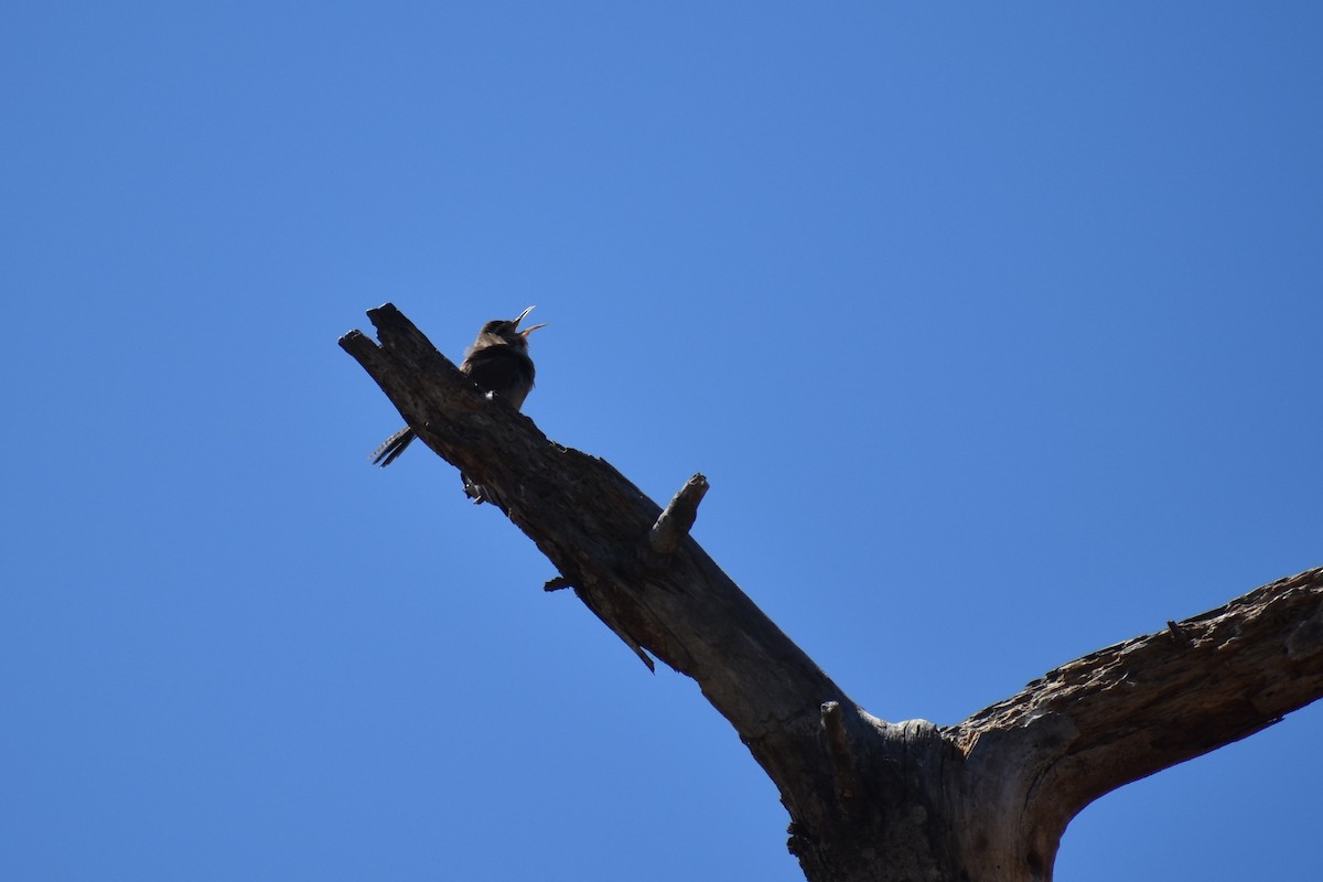 Bewick's Wren - ML620522490