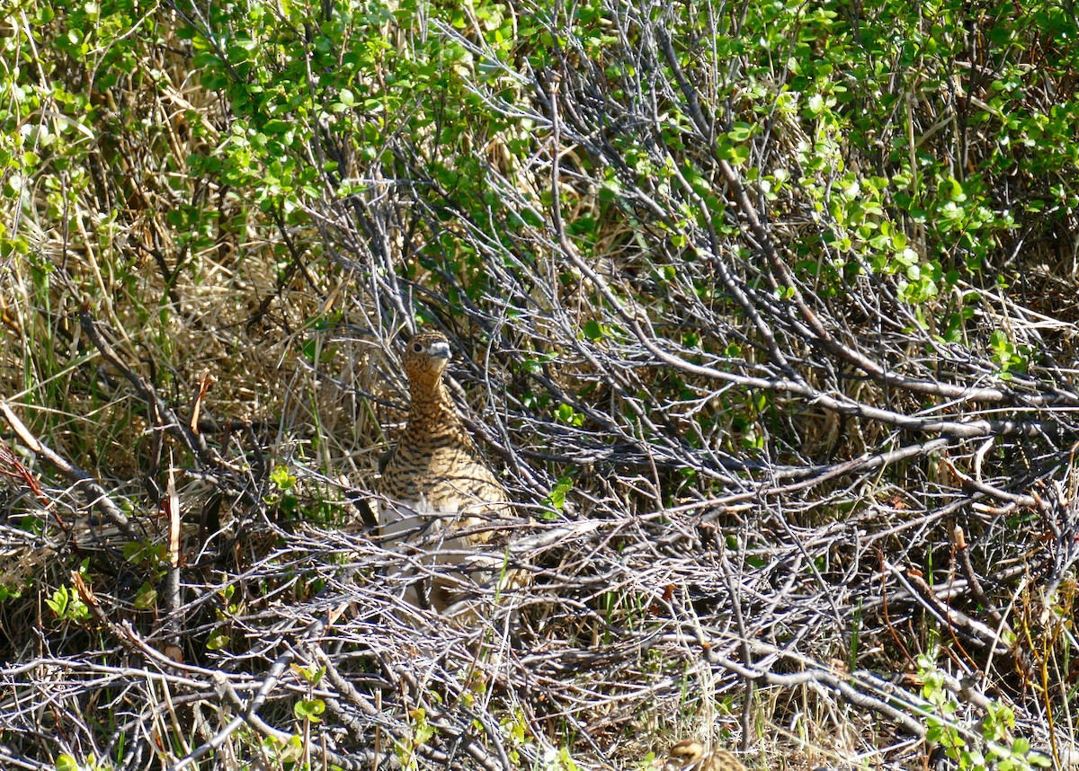 Willow Ptarmigan - ML620522491