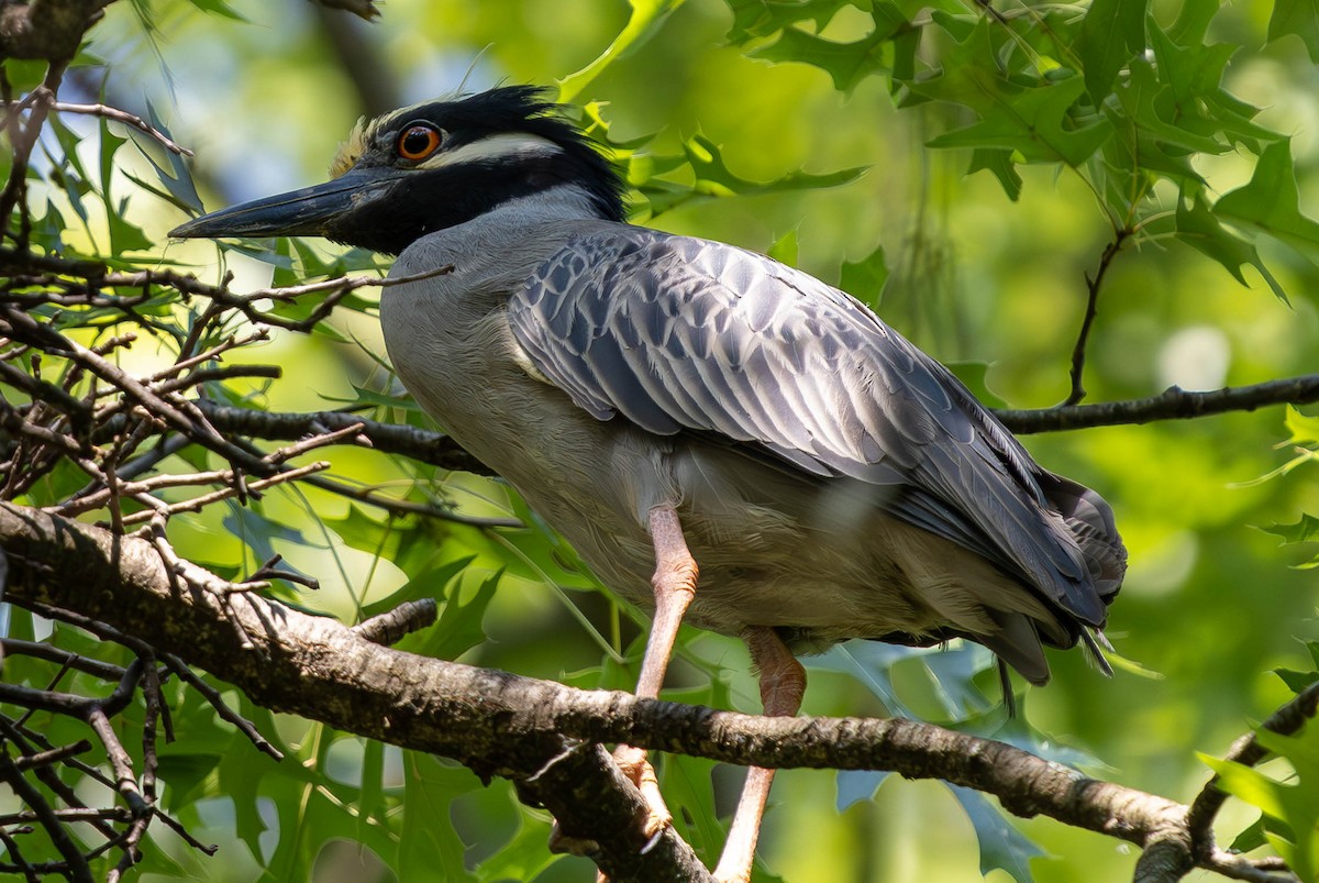 Yellow-crowned Night Heron - ML620522496