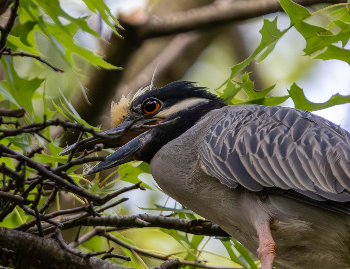 Yellow-crowned Night Heron - ML620522497