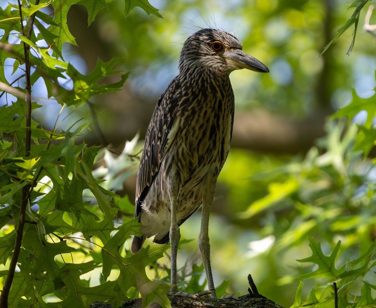 Yellow-crowned Night Heron - ML620522502