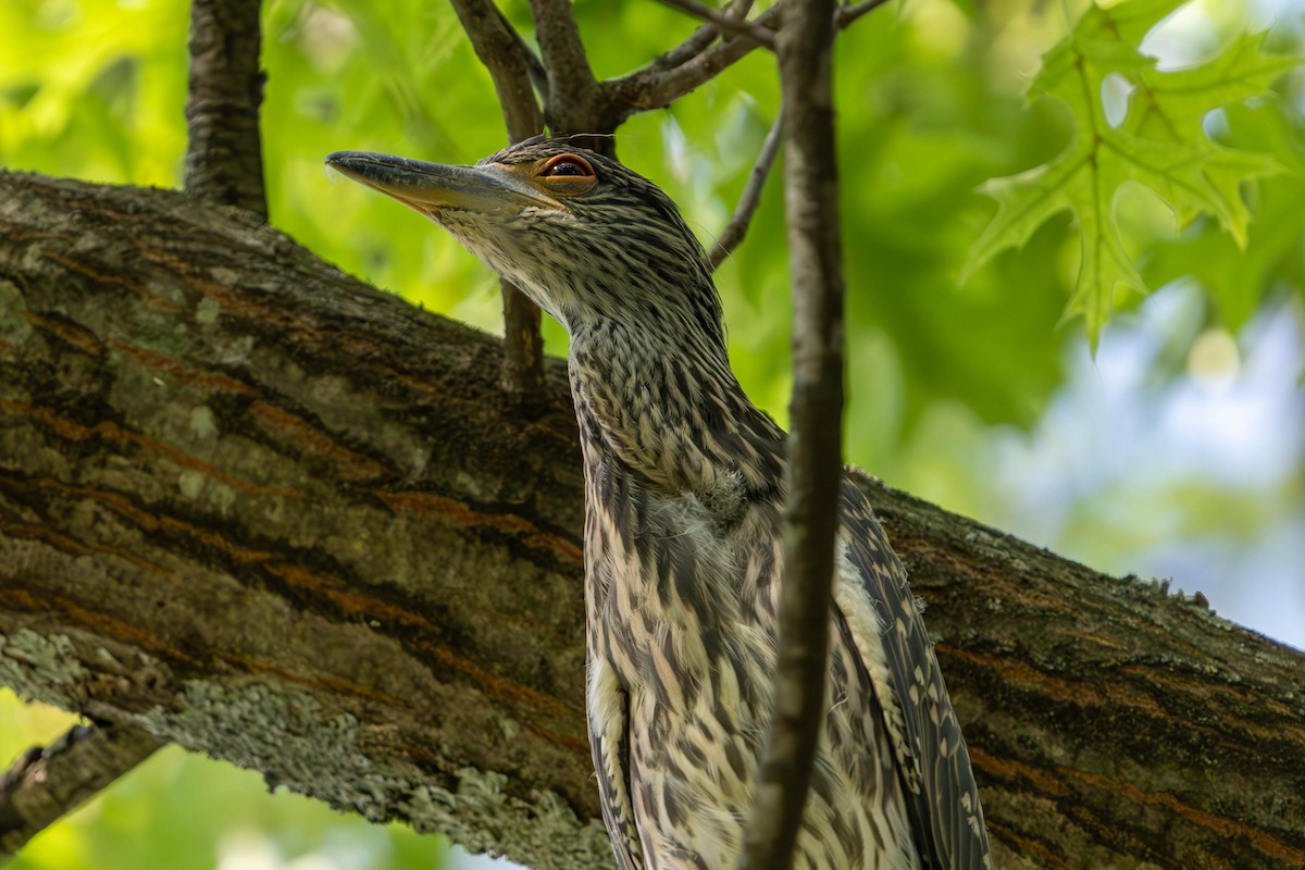 Yellow-crowned Night Heron - ML620522504