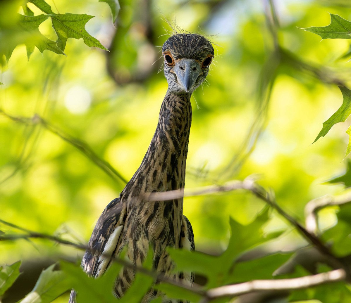 Yellow-crowned Night Heron - ML620522505