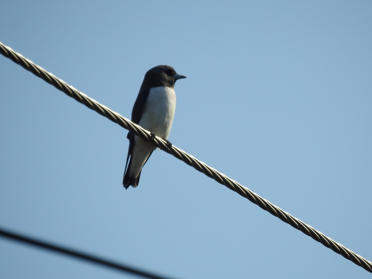 White-breasted Woodswallow - ML620522506