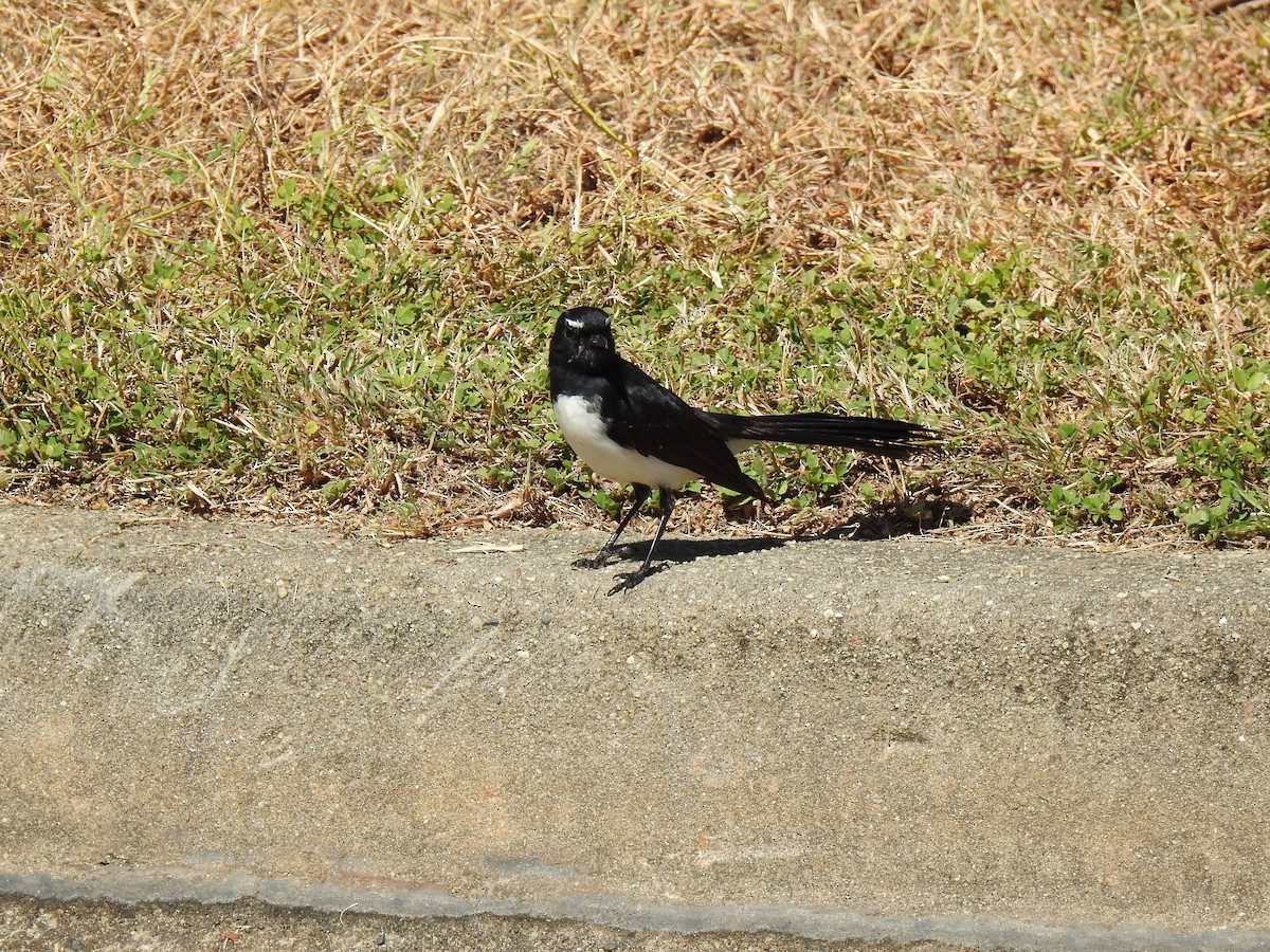 Willie-wagtail - ML620522508