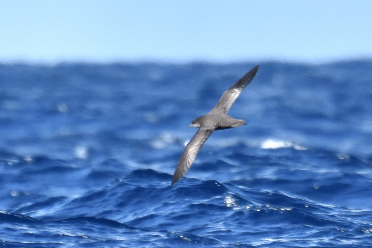 Sooty Shearwater - ML620522512