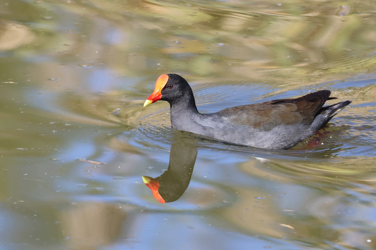 Dusky Moorhen - ML620522519