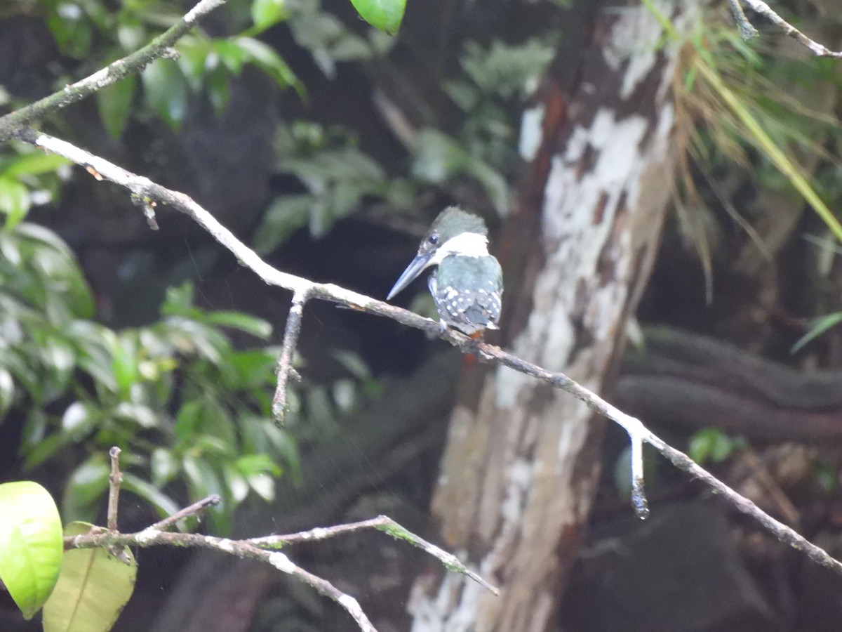 Green Kingfisher - ML620522522