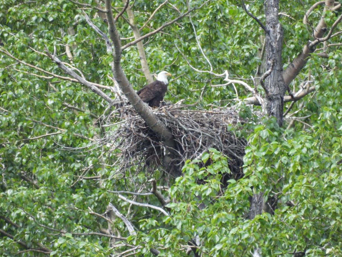 Bald Eagle - ML620522525