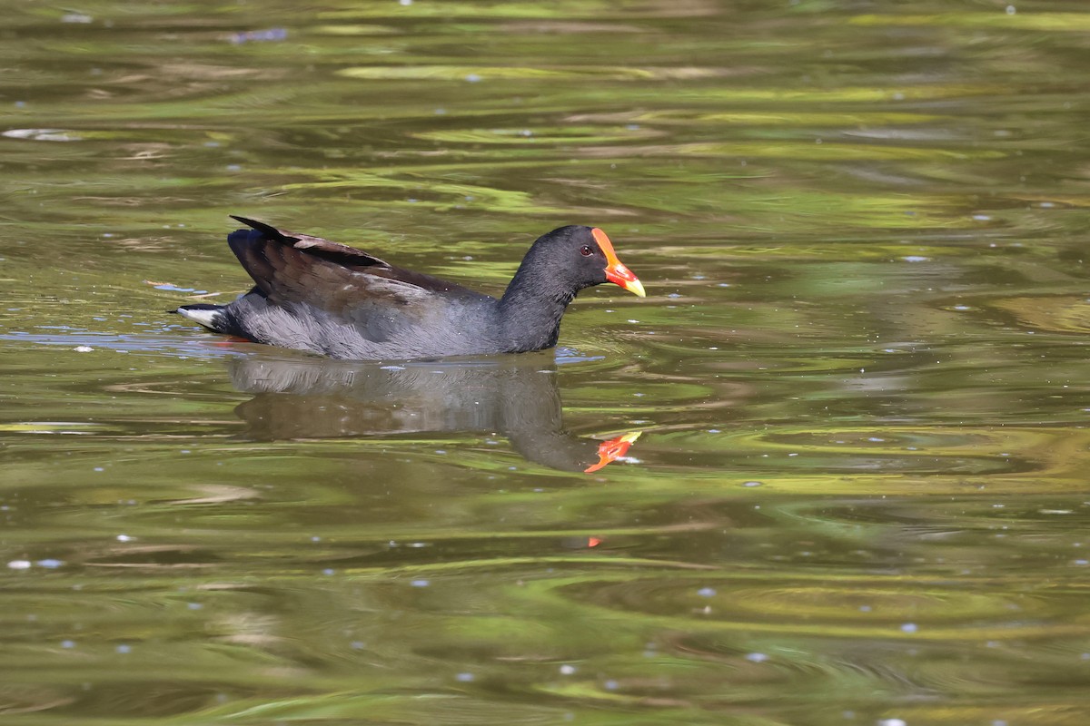 Dusky Moorhen - ML620522526