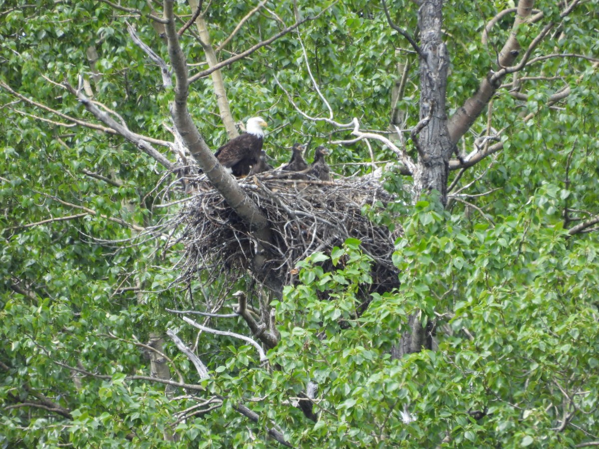 Weißkopf-Seeadler - ML620522528